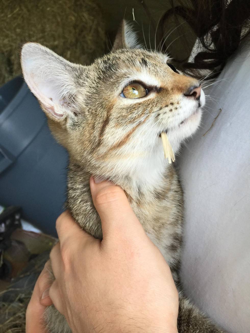 킬러라고 불리운다는 어느 냥햏.jpg | 인스티즈