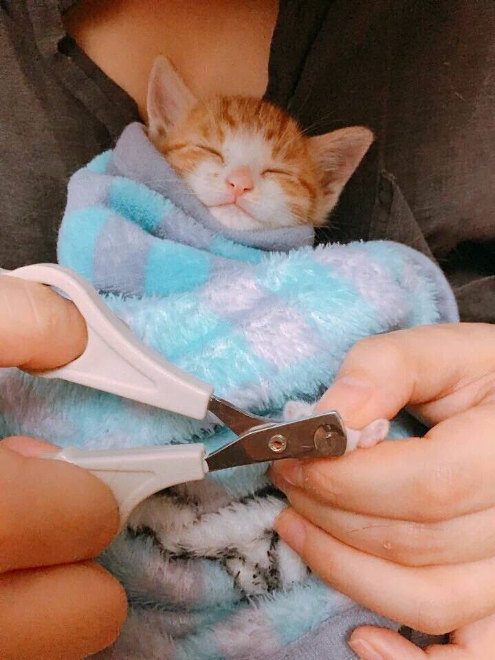 발톱깎다가 스르륵 잠들어 버림.twt | 인스티즈