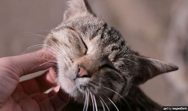 반려묘가 당신을 사랑하고 있다는 9가지 신호 | 인스티즈