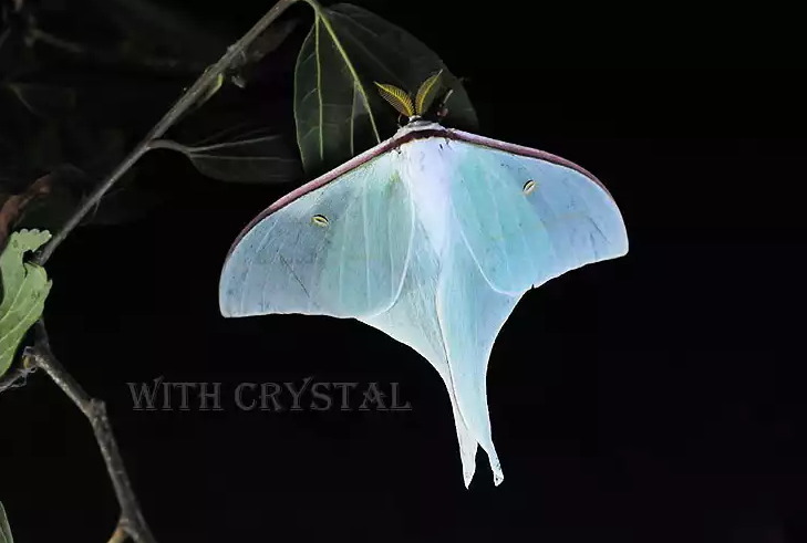 요정으로 불리는 아름다운 곤충.jpg (곤충사진 주의) | 인스티즈