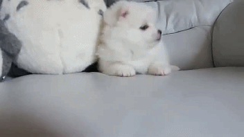 컬쳐쇼크 받은 댕댕이 주인.twt | 인스티즈