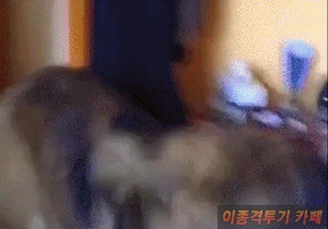 개들이 주인 깨울때 | 인스티즈