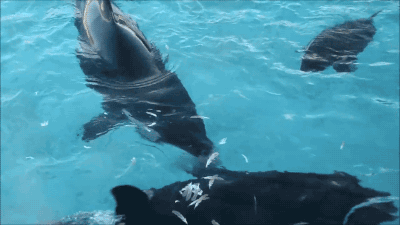 범고래의 지능 gif | 인스티즈