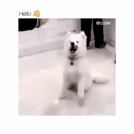 인사하는 댕댕이.gif | 인스티즈