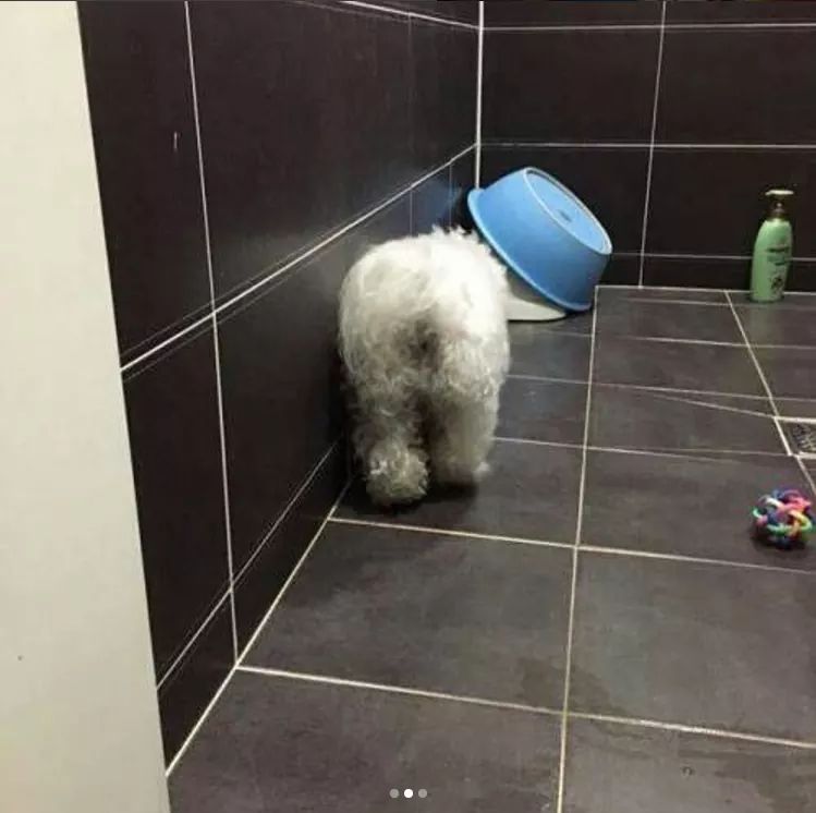 산책후 스스로 욕실로 들어가는 댕댕이 | 인스티즈