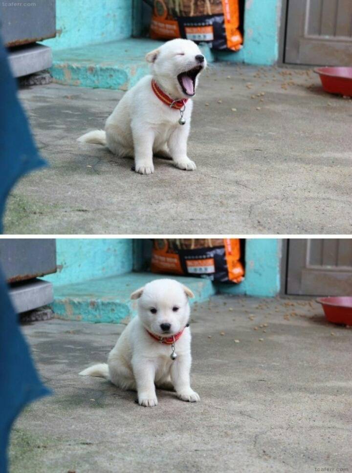 시골 멍뭉이의 정석 | 인스티즈