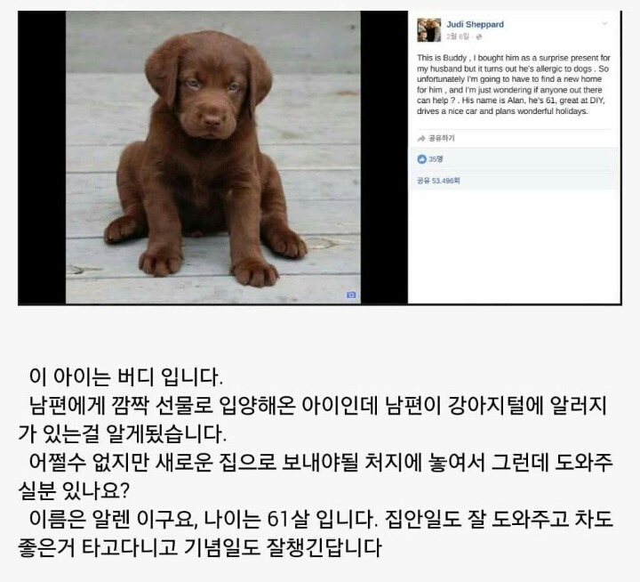 강아지털 알러지가 있어 입양보냅니다 | 인스티즈
