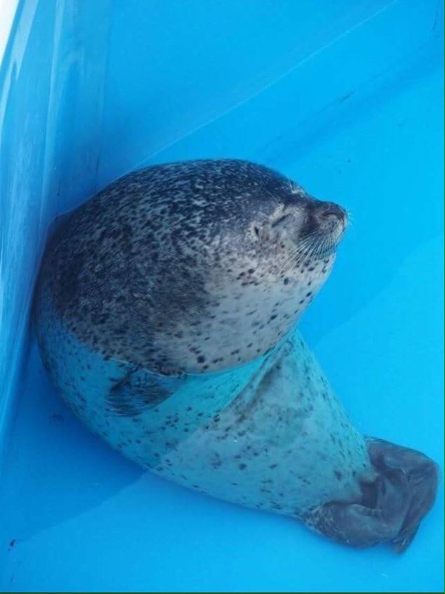 앉아서 쉬는 물범 | 인스티즈