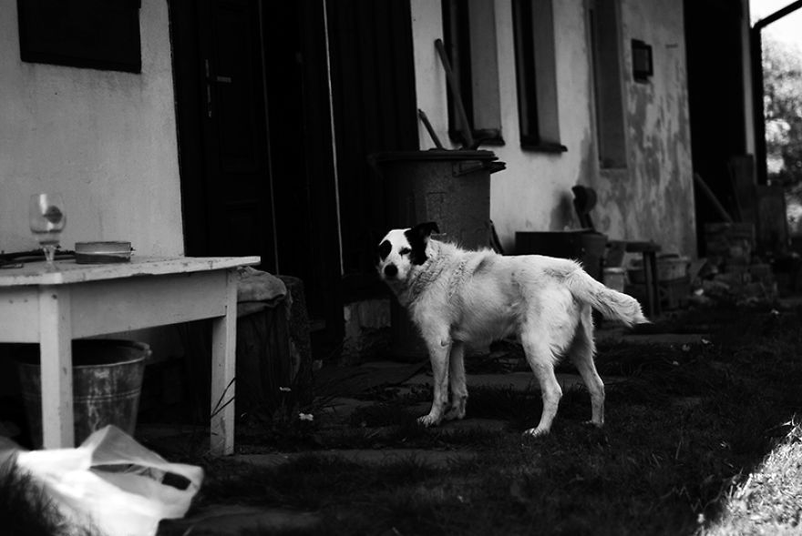 두 번 파양당한 뒤에 진짜 가족을 찾은 강아지 | 인스티즈