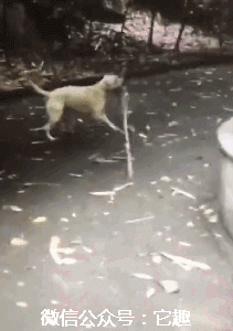 우리집 개는 안물.. | 인스티즈