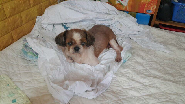 36마리의 유기견엄마 박옥래할머니 도와줘 여시들 | 인스티즈