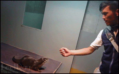 발연기하는 수달 | 인스티즈