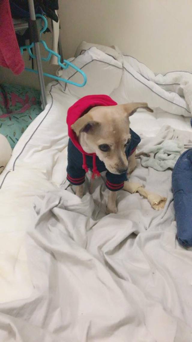 안락사까지 10일 밖에 남지않았습니다 도와주세요 | 인스티즈