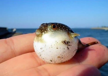 야생동물의 새끼들 | 인스티즈