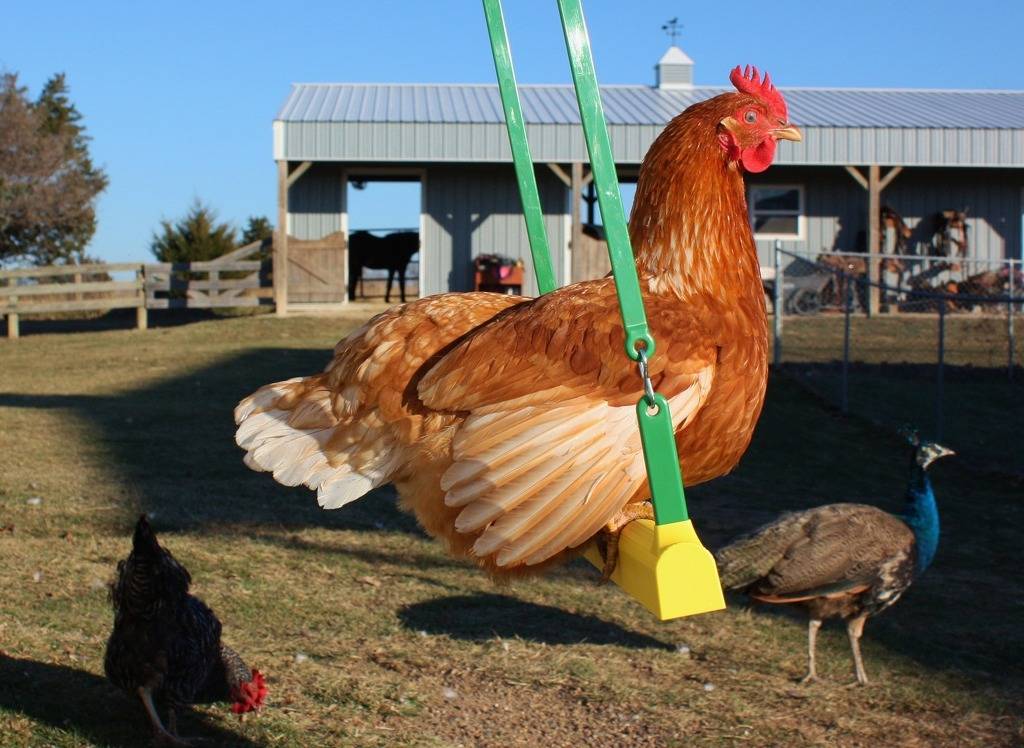 실제로 외국 농가에 판매되는 닭놀이기구 | 인스티즈