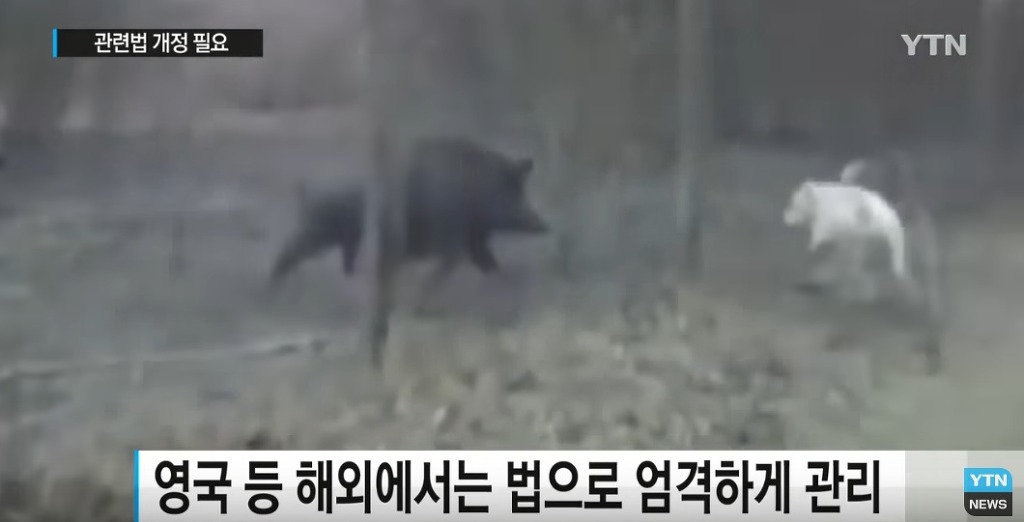 퓨마도 잡는다는 개가 거리 활보?...법 개정 필요 | 인스티즈