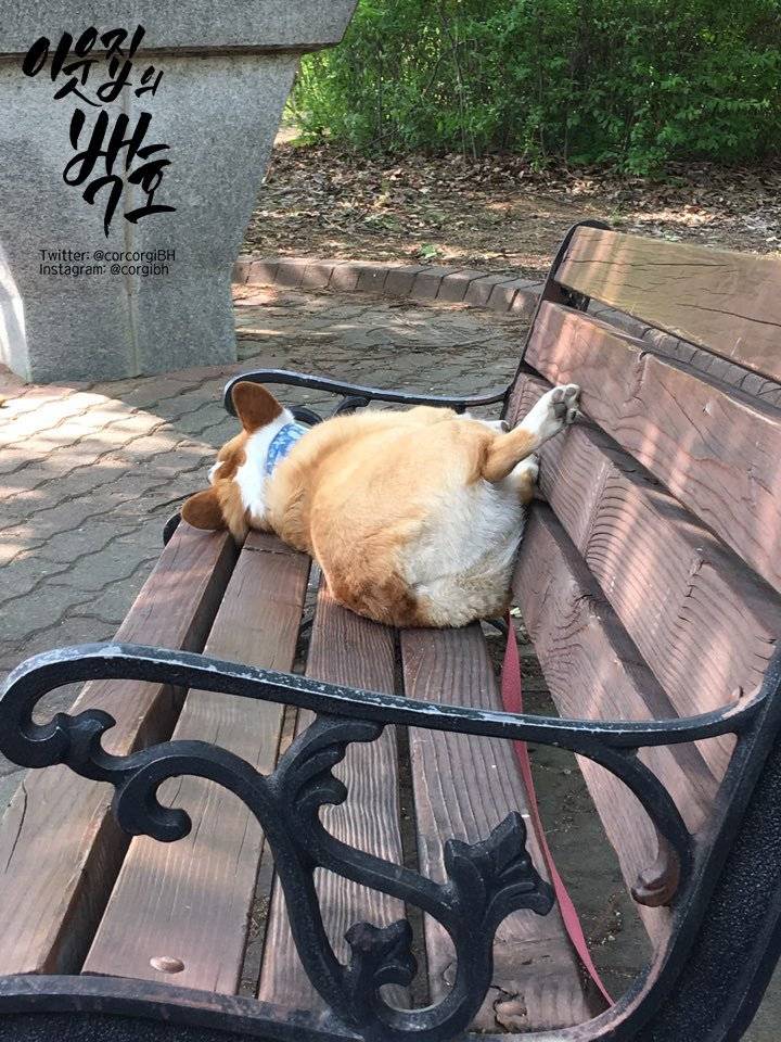산책에 취한 댕댕이.jpg | 인스티즈