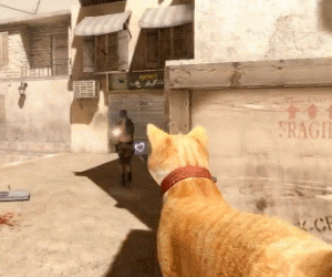 고양이총 | 인스티즈