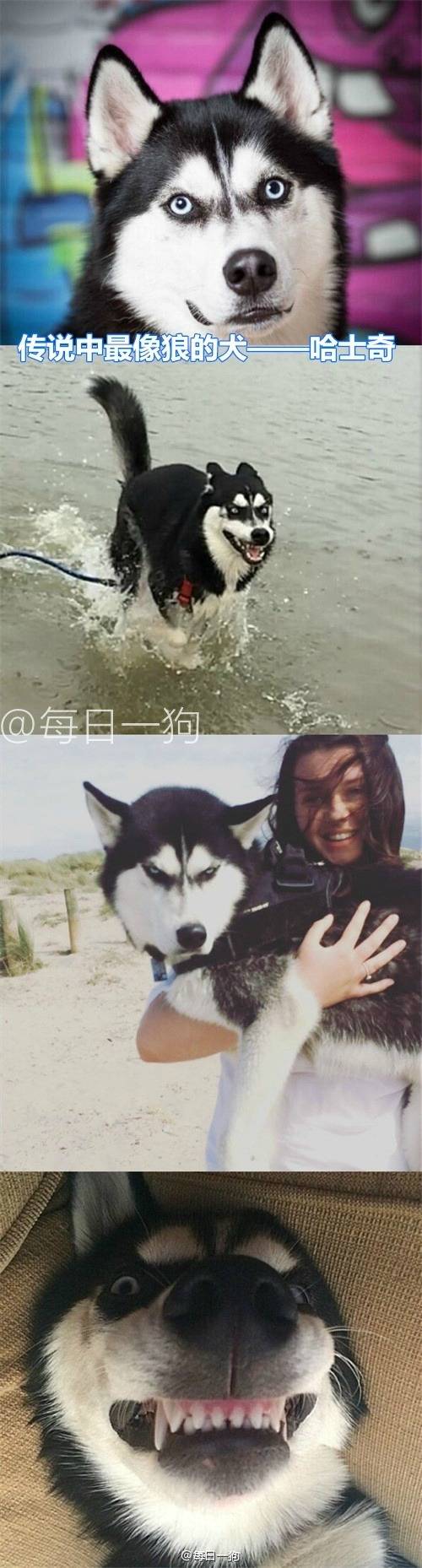 리얼 마이펫의 이중생활 | 인스티즈