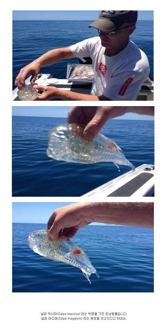 신기하게 생긴 물고기.jpg | 인스티즈