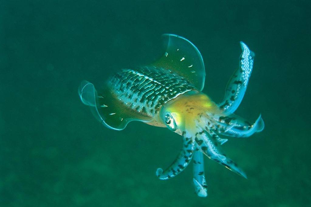 오징어.jpg | 인스티즈