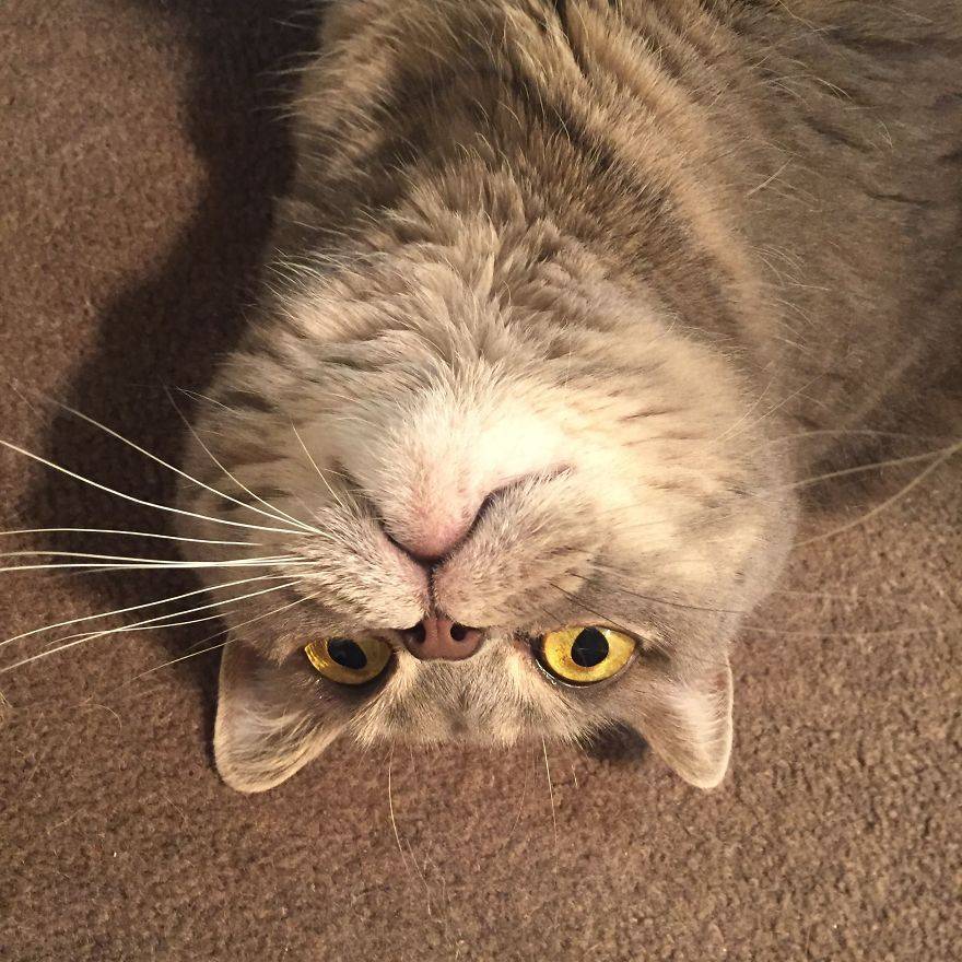 고양이전용 텐트 | 인스티즈