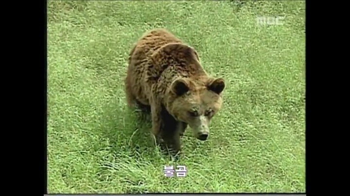 북한 개마고원에 살고 있는 동물들 | 인스티즈