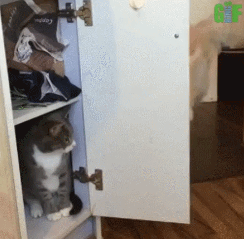 고양이 자식 어디갔니!! | 인스티즈