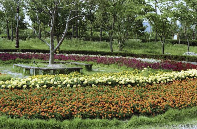 어느 지방 도시의 도심속 녹지.jpg | 인스티즈