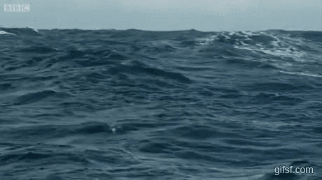 날치의 마지막 비상.gif | 인스티즈