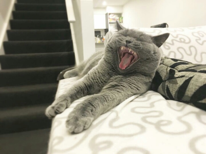 거대한 먼지덩어리들 | 인스티즈