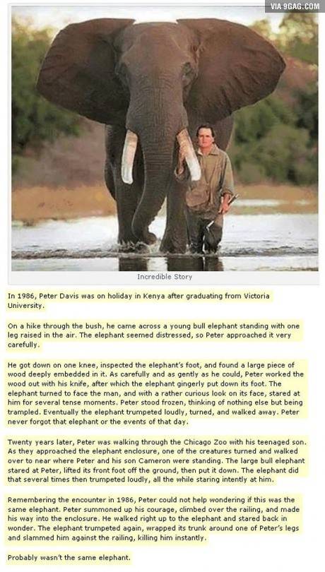 코끼리의 기억력 | 인스티즈