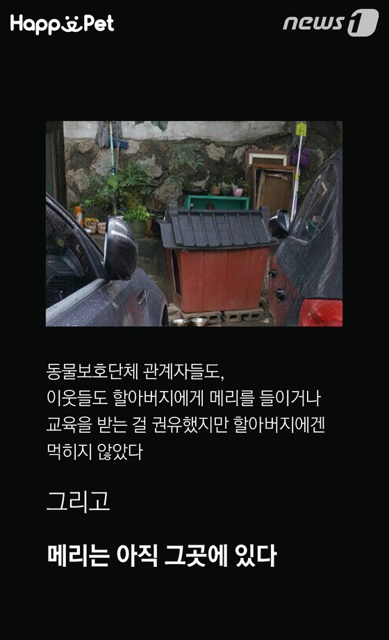 흑석동 강아지 염산테러사건의 전말 | 인스티즈