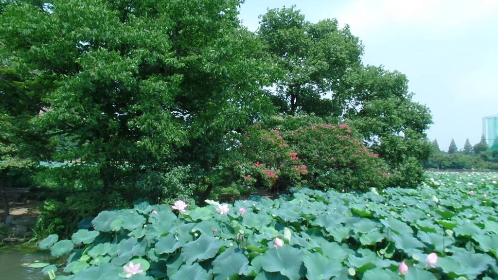 데이트 코스로 유명한 전주 덕진공원 예쁜 연꽃 풍경 | 인스티즈
