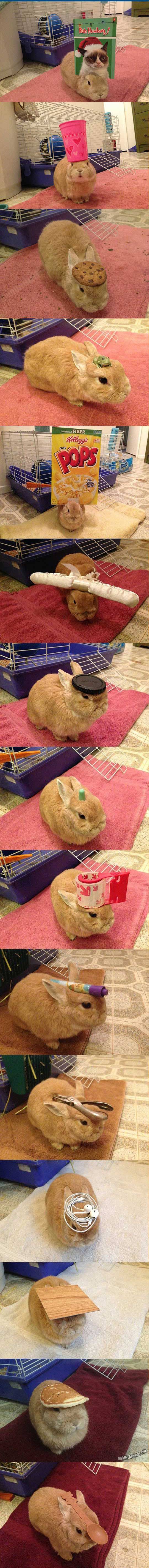 머리에 무엇이든 올리는 토끼 | 인스티즈