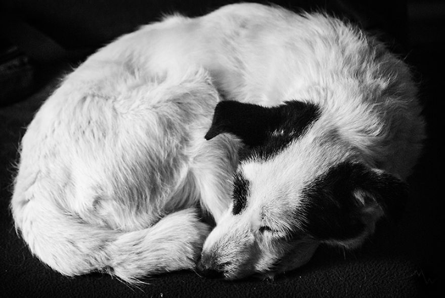 두 번 파양당한 뒤에 진짜 가족을 찾은 강아지 | 인스티즈