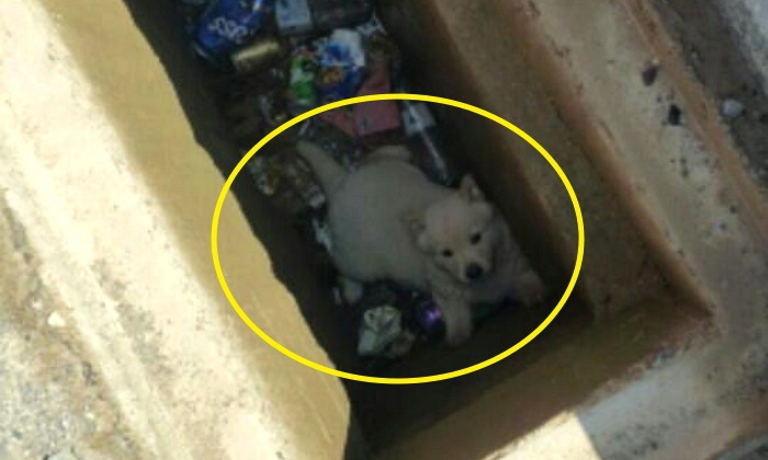 구덩이에 빠진 새끼 구해달라며 행인 졸졸 쫓아온 엄마 댕댕이 | 인스티즈