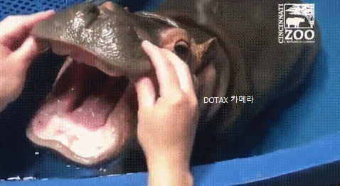 아기하마 잇몸 마사지 | 인스티즈