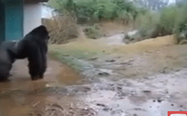 비가 싫은 고릴라 ㅋㅋㅋ | 인스티즈