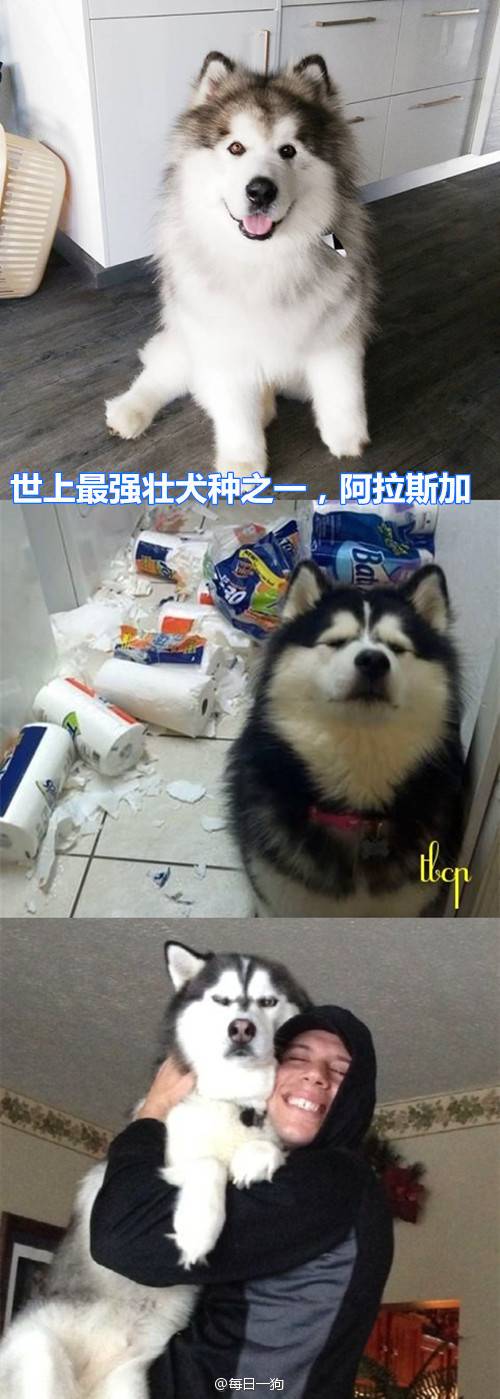 리얼 마이펫의 이중생활 | 인스티즈