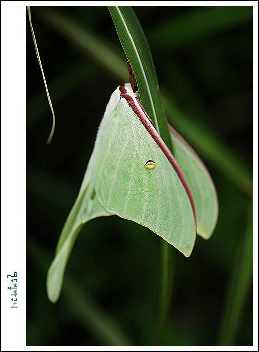 요정으로 불리는 아름다운 곤충.jpg (곤충사진 주의) | 인스티즈