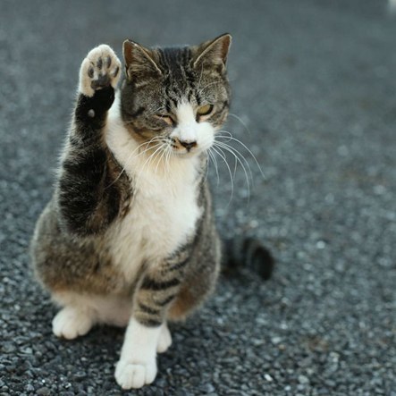 행복해 보이는 일본 길고양이 | 인스티즈