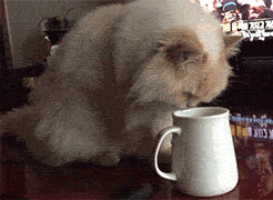 고양이가 물을 이상하게 마셔요 ◐◐...◑◑ | 인스티즈