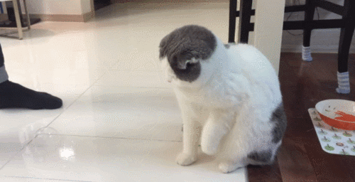 [데이터주의] 야옹이 | 인스티즈