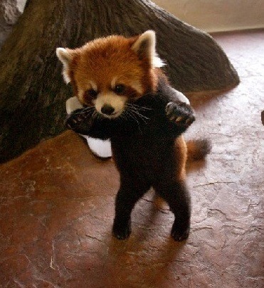 흉포함의 대명사 (잔인주의) | 인스티즈