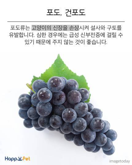 위험해요! 고양이가 먹으면 안 되는 음식들 | 인스티즈