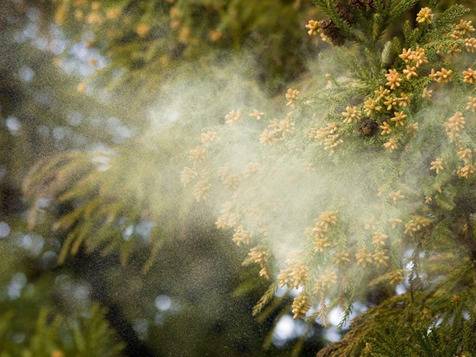 봄되면 제일 시룸인것 중 하나 | 인스티즈