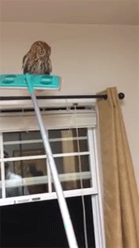 집 안에 부엉이가 들어왔을 때 대처법.gif | 인스티즈