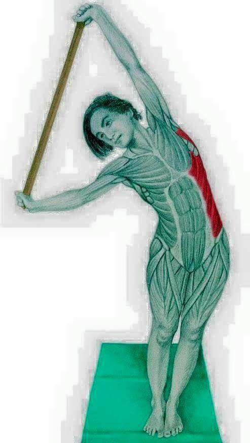 각 스트레칭별 자극이 가는 부위들 | 인스티즈