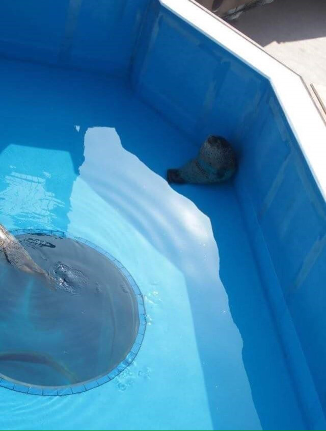 앉아서 쉬는 물범 | 인스티즈